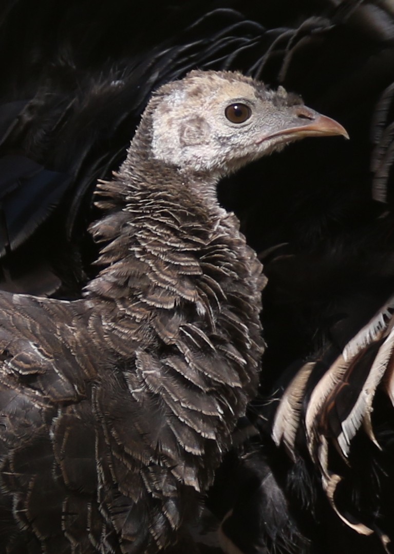 Wild Turkey - ML642111576