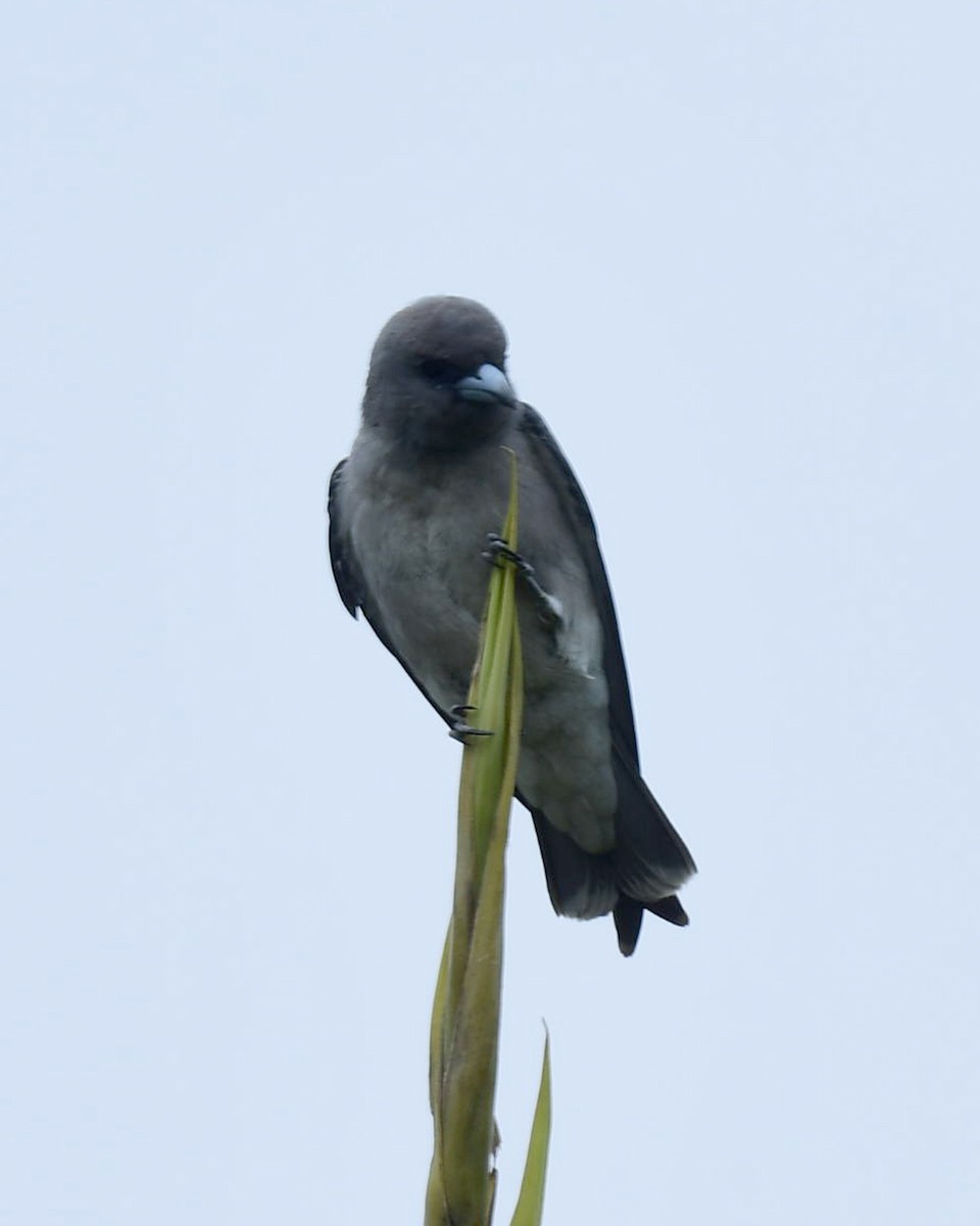 Ashy Woodswallow - ML642111592