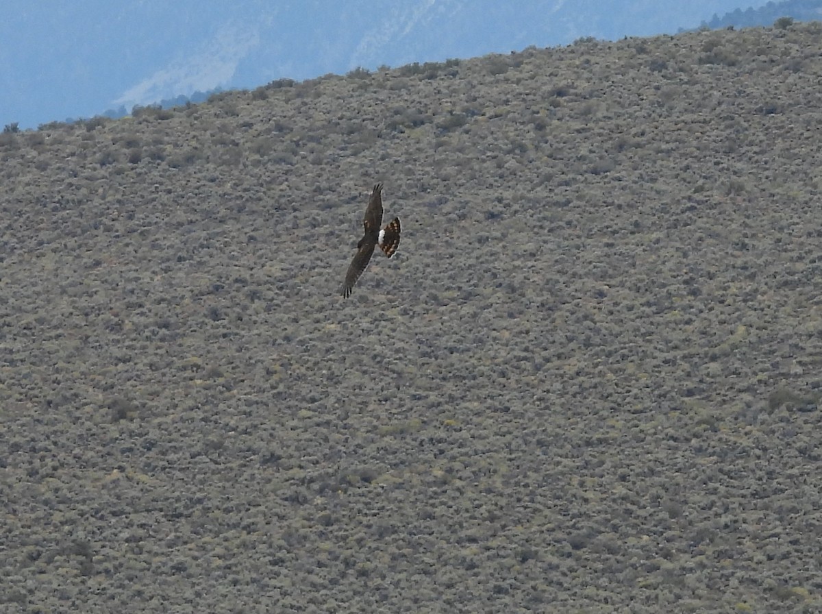 Northern Harrier - ML642111594