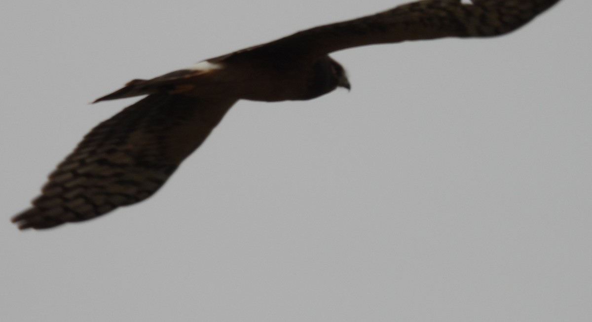 Northern Harrier - ML642111612