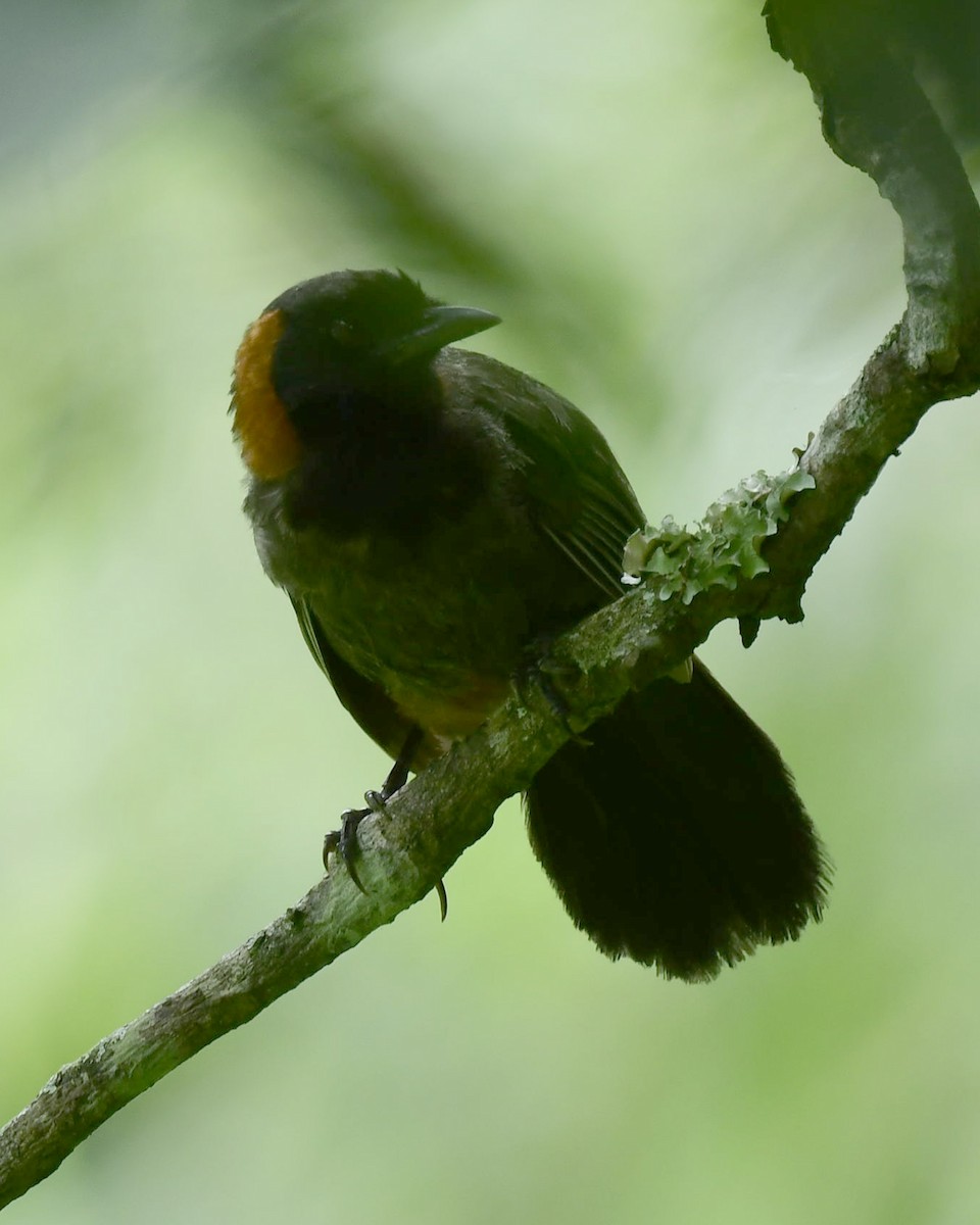 Rufous-necked Laughingthrush - ML642111624