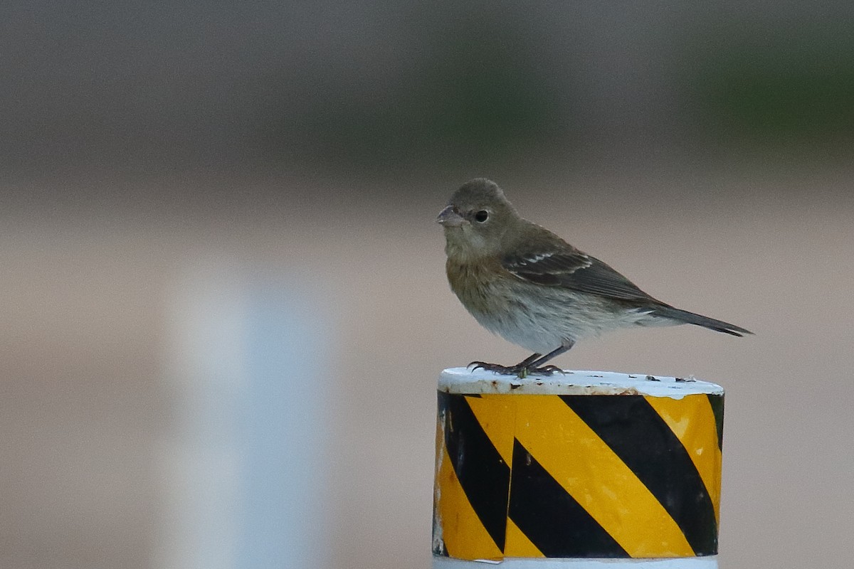 Lazuli Bunting - ML642111655