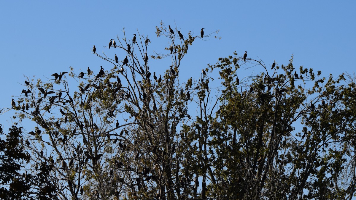 Double-crested Cormorant - ML642111670