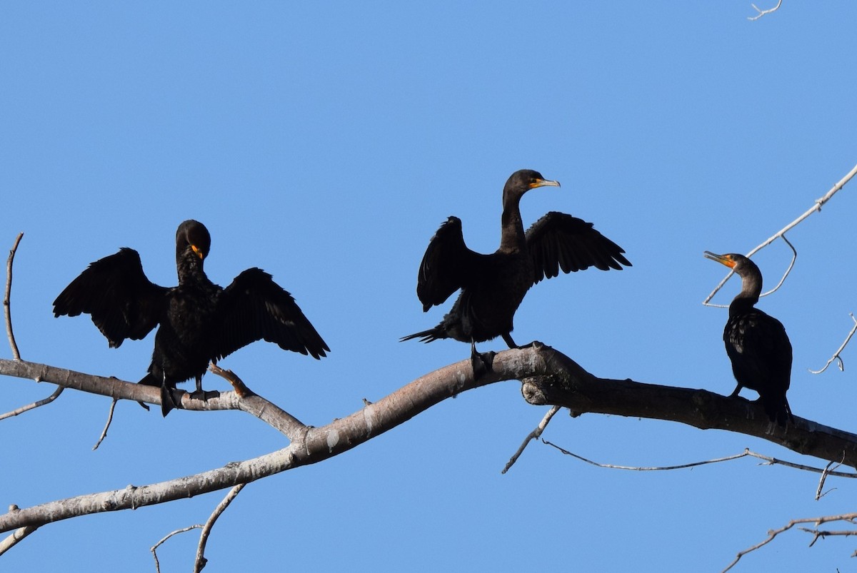 Double-crested Cormorant - ML642111690