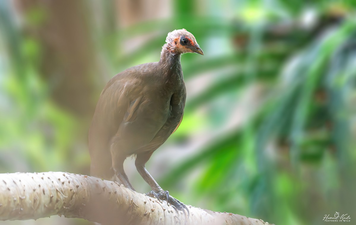 Nicobar Megapode - ML642111691