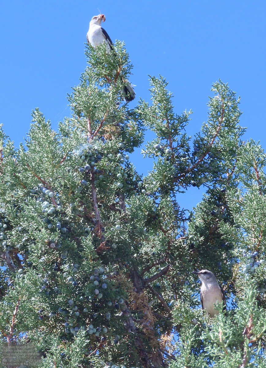 Northern Mockingbird - ML642111729