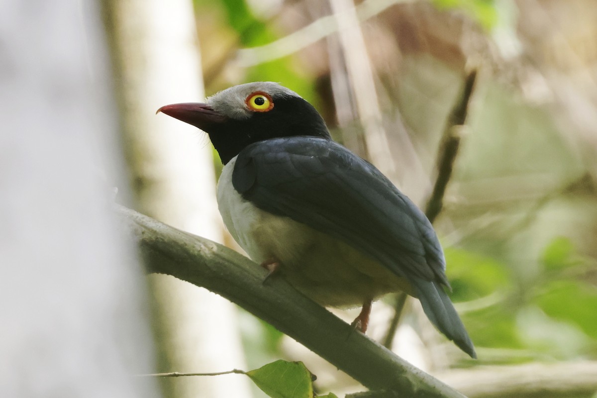 Red-billed Helmetshrike - ML642111735