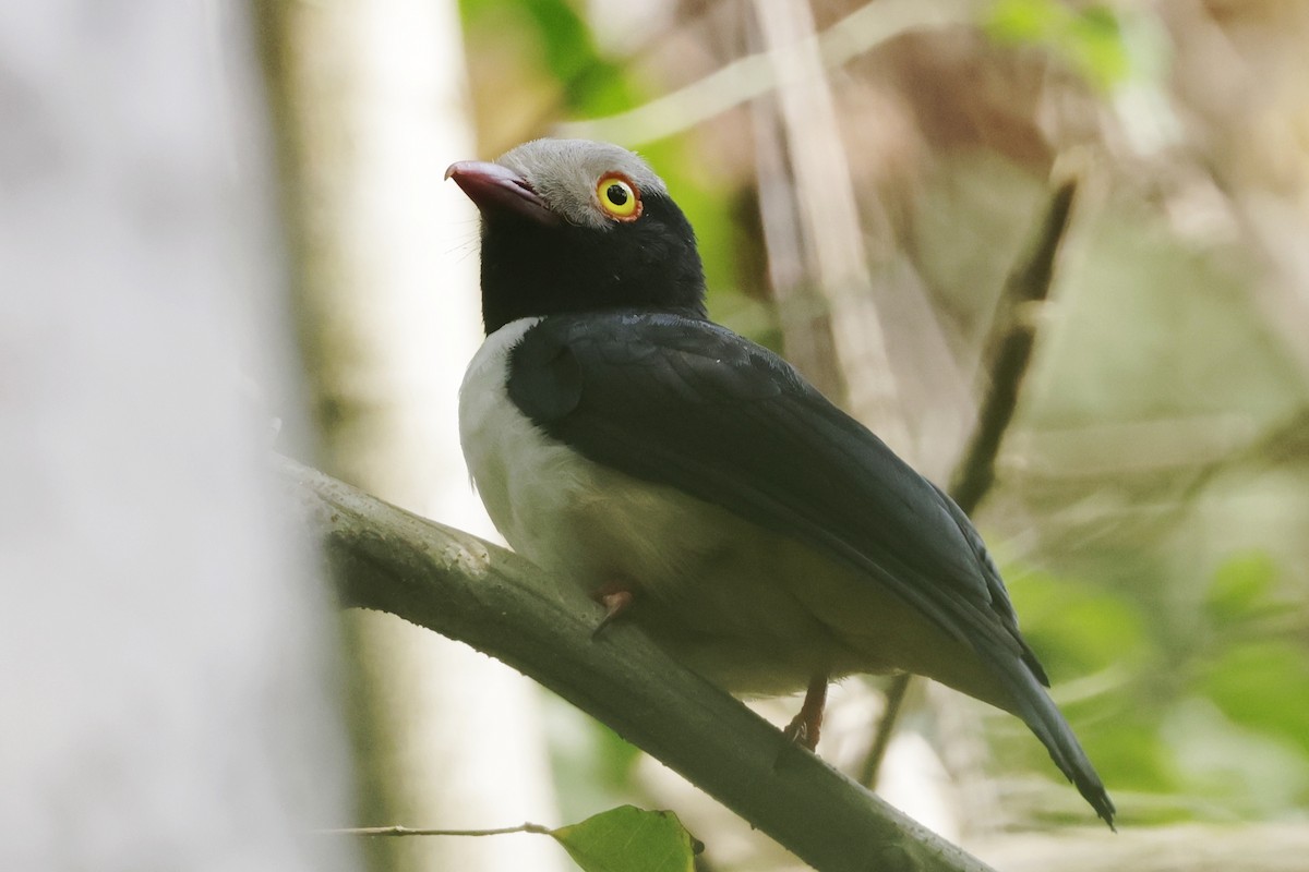 Red-billed Helmetshrike - ML642111737