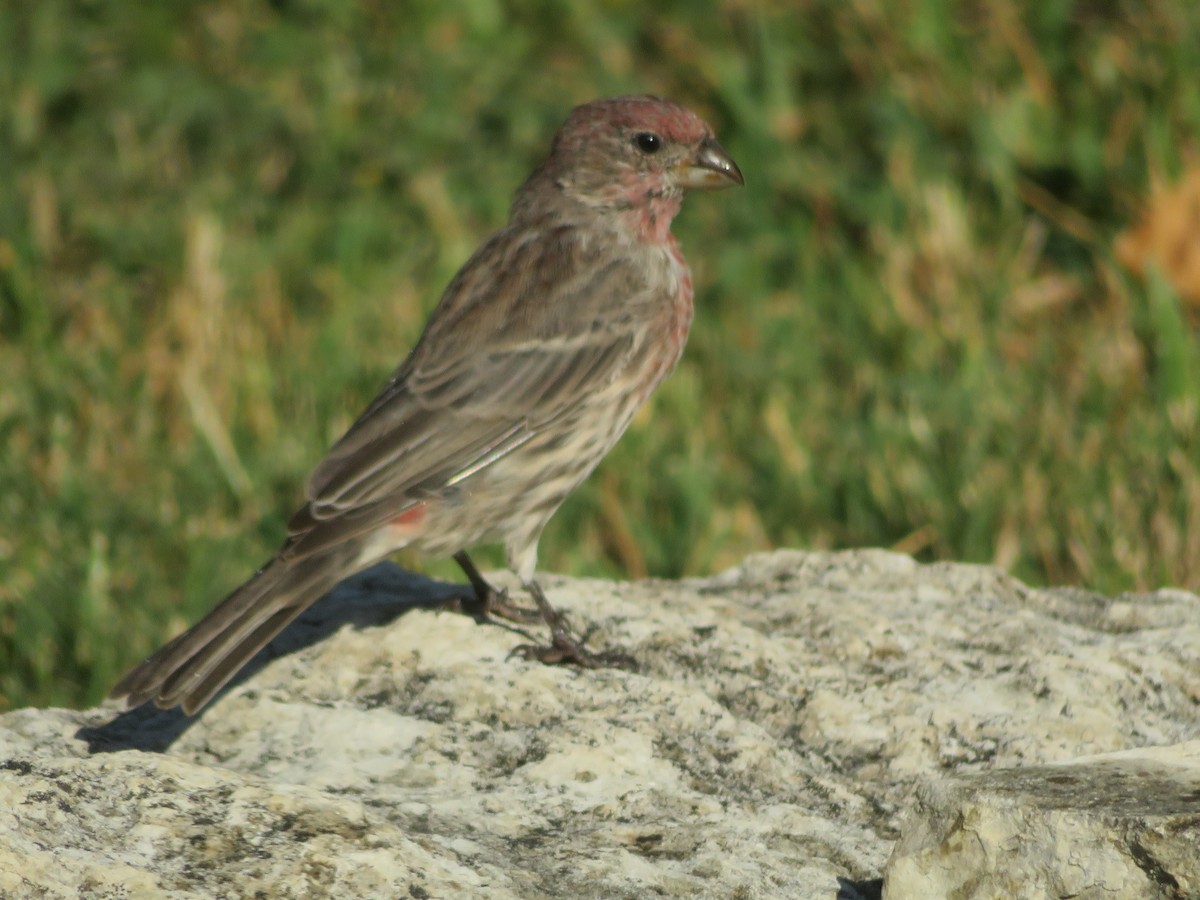 House Finch - ML642111741