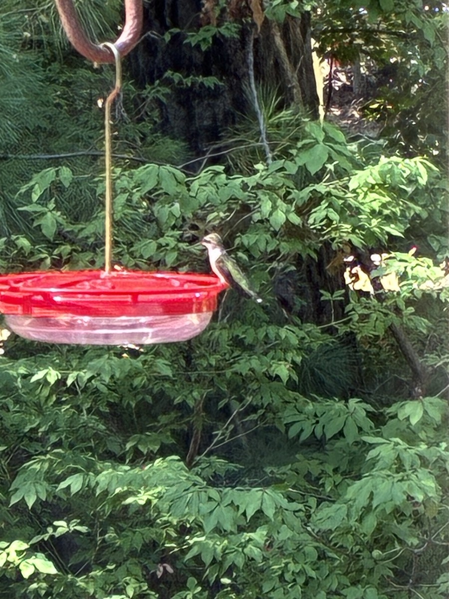 Ruby-throated Hummingbird - ML642111755