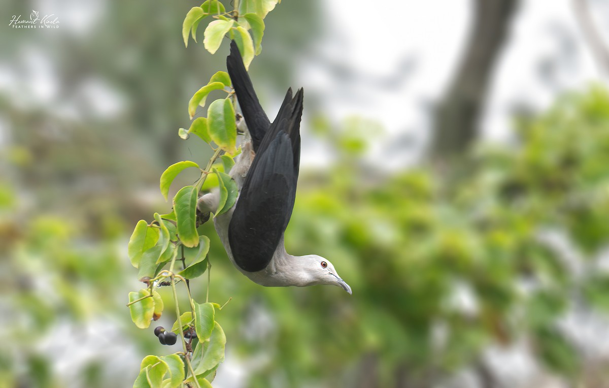 Nicobar Imperial-Pigeon - ML642111765
