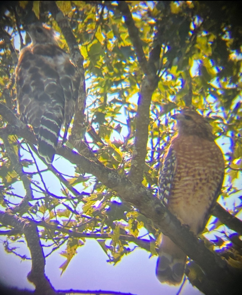 Red-shouldered Hawk - ML642111776