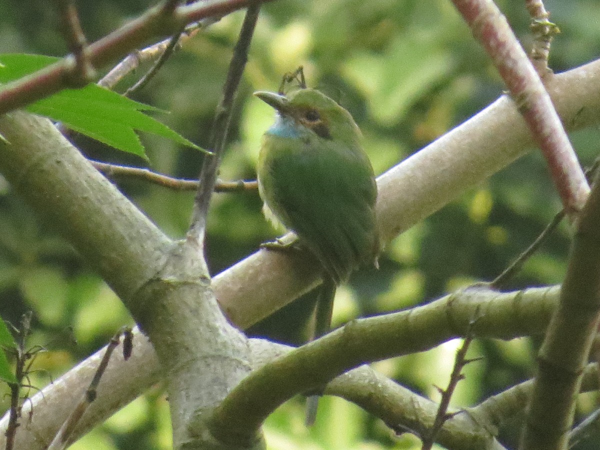 Blue-throated Motmot - ML642111798
