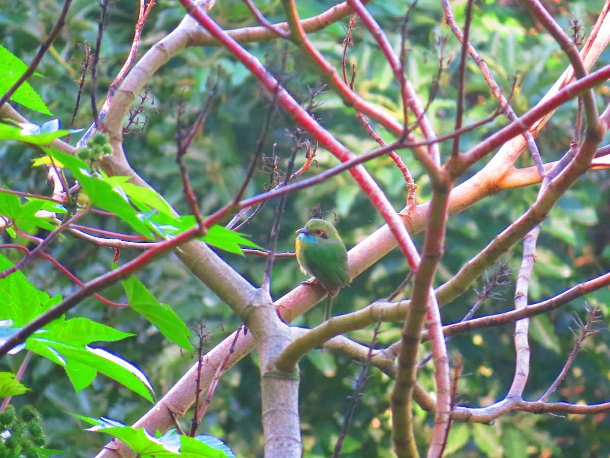Blue-throated Motmot - ML642111800