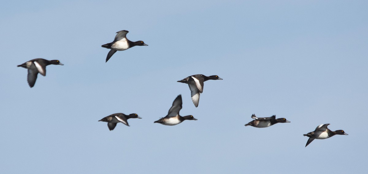 Tufted Duck - ML642111804