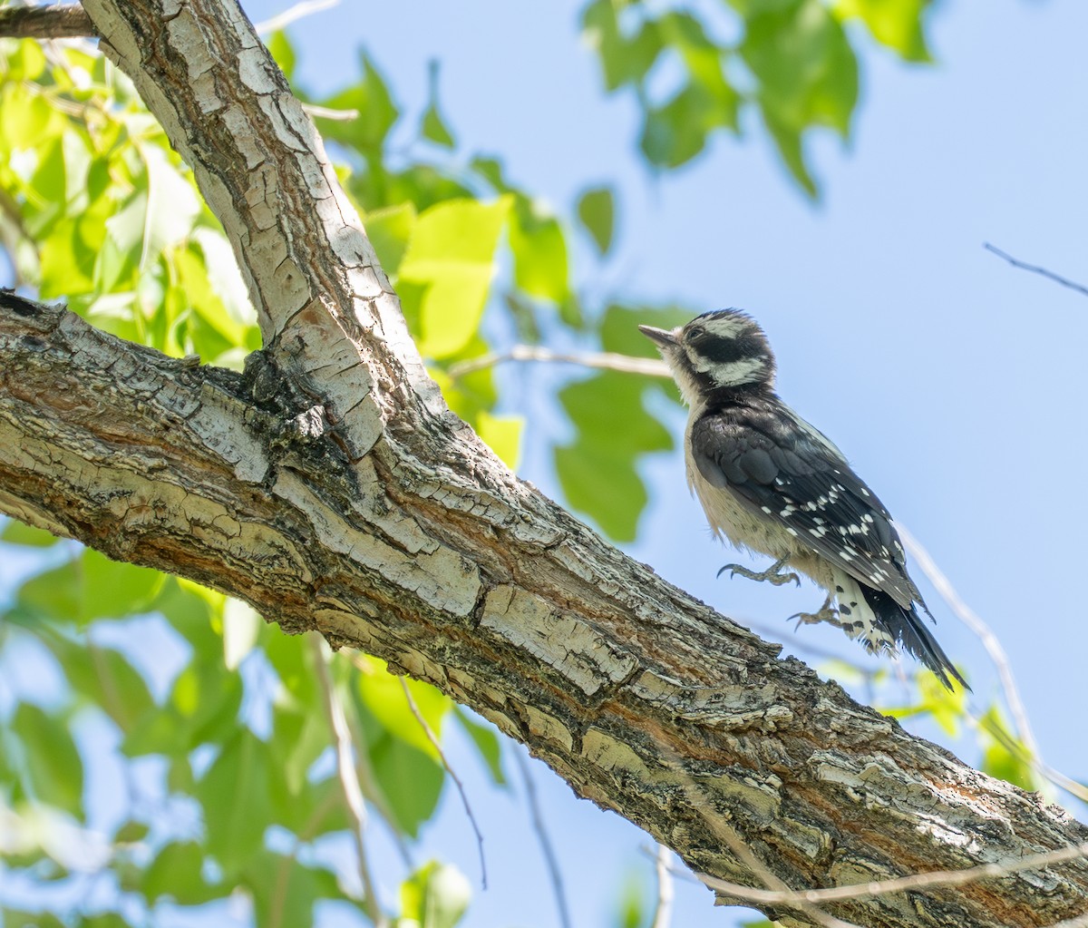 Downy Woodpecker - ML642111811