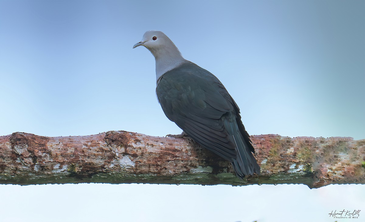 Nicobar Imperial-Pigeon - ML642111814