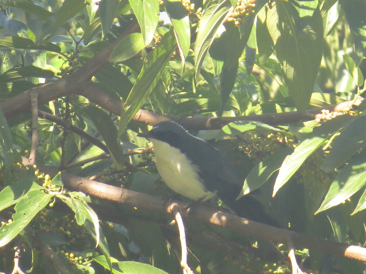 Blue-and-white Mockingbird - ML642111828