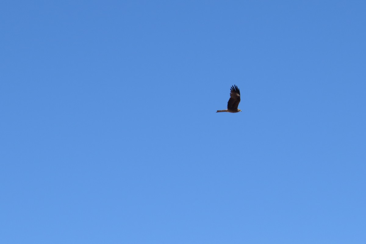 luňák hnědý - ML642111829