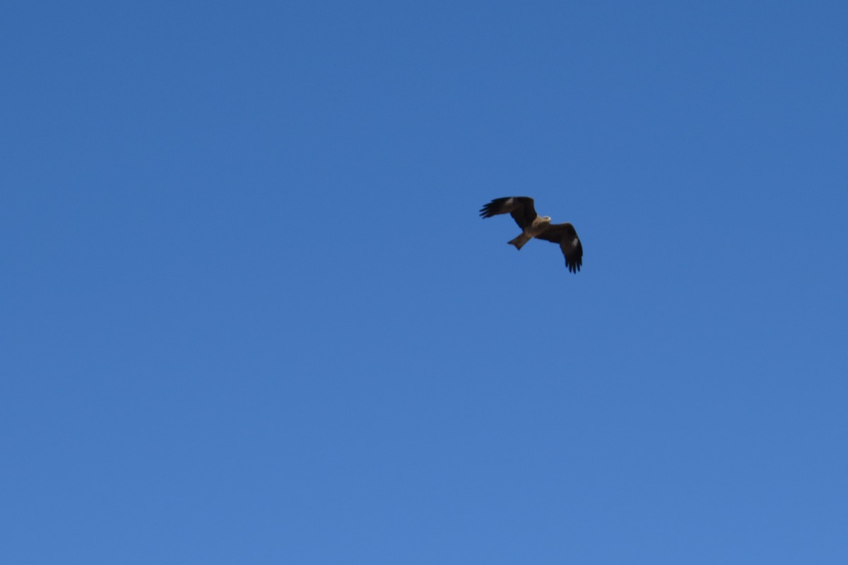 luňák hnědý - ML642111831