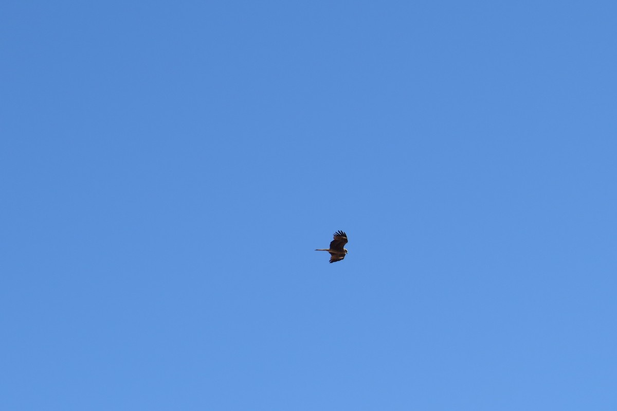 luňák hnědý - ML642111832