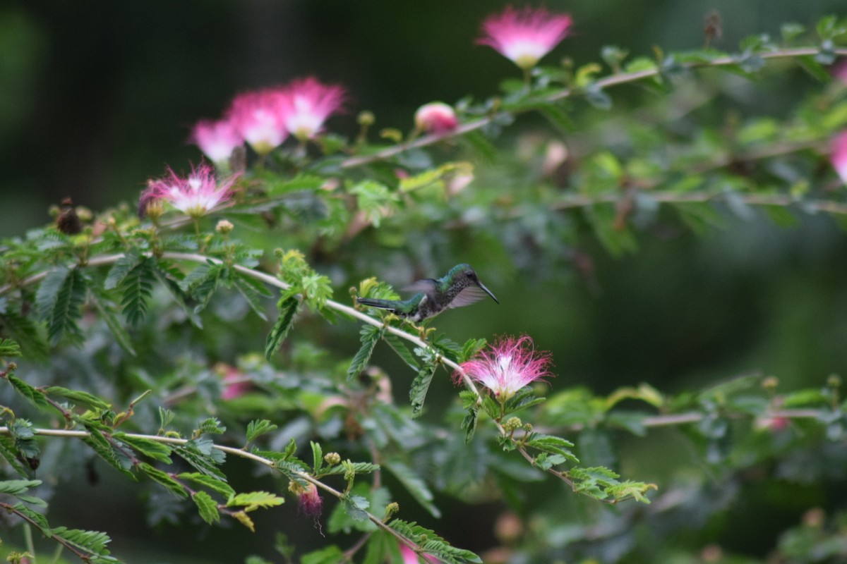 Scaly-breasted Hummingbird - ML642111841