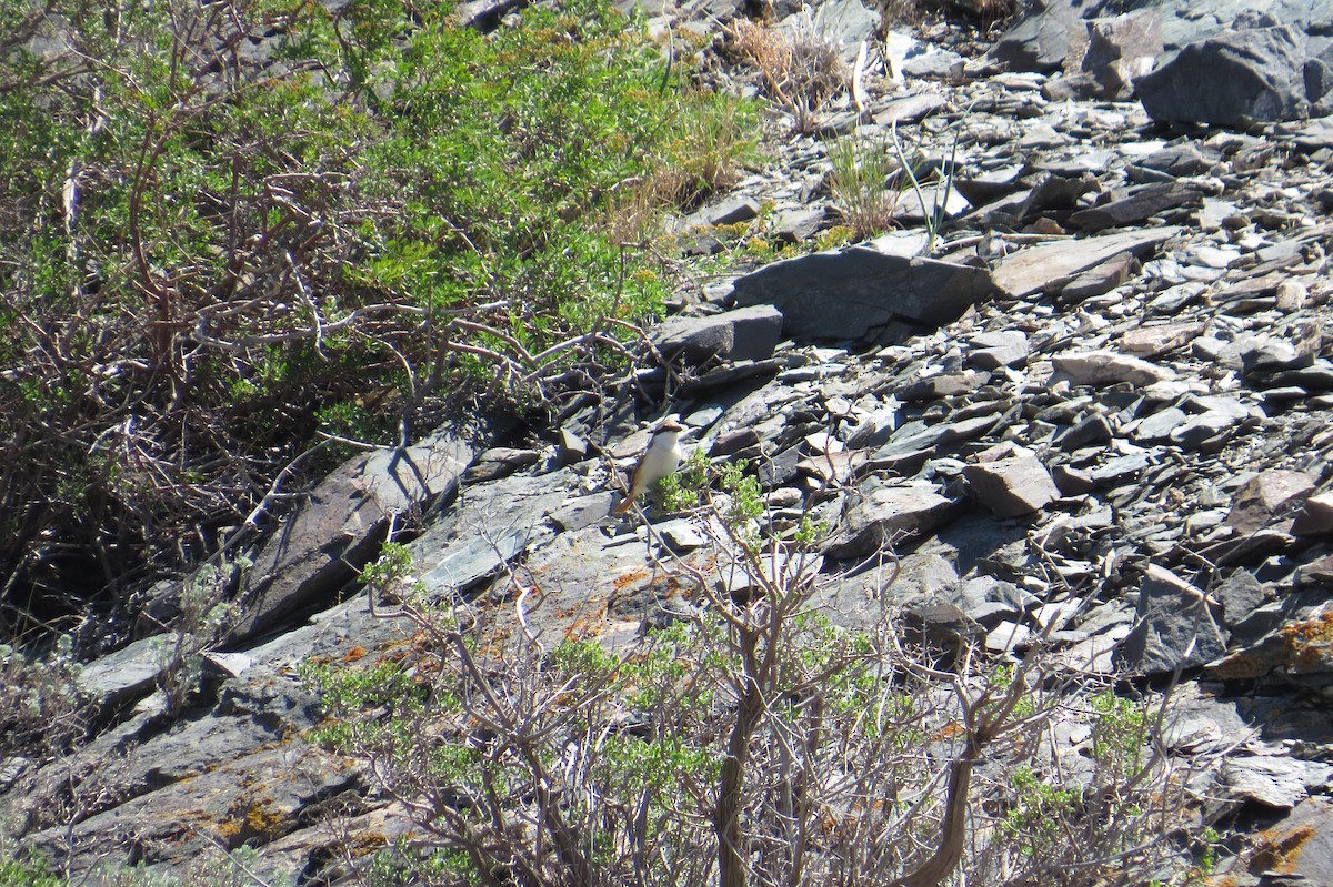 ťuhýk turkestánský - ML642111843