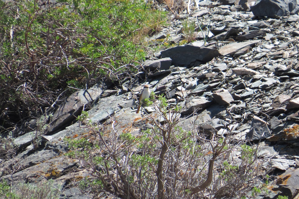 ťuhýk turkestánský - ML642111844