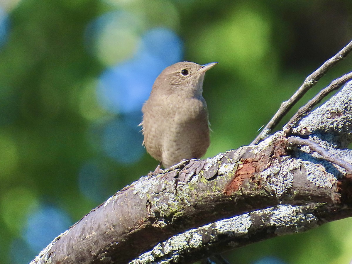 Northern House Wren - ML642111847
