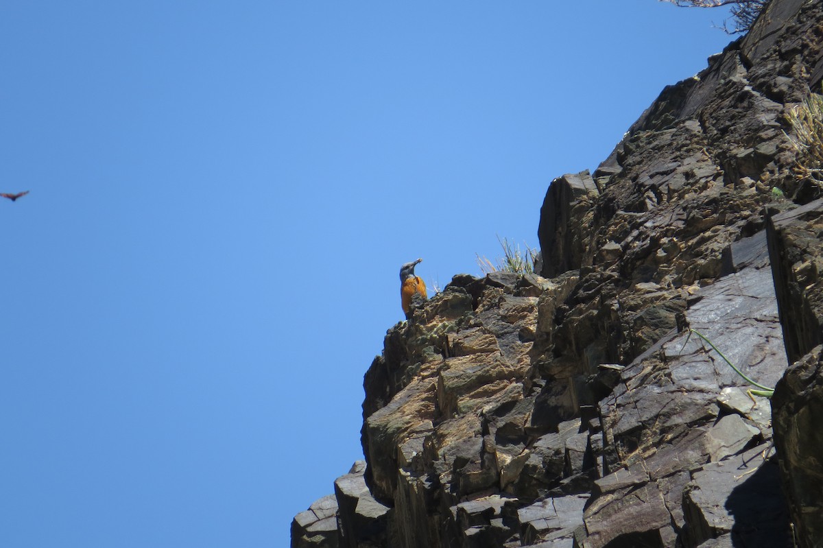 Rufous-tailed Rock-Thrush - ML642111854