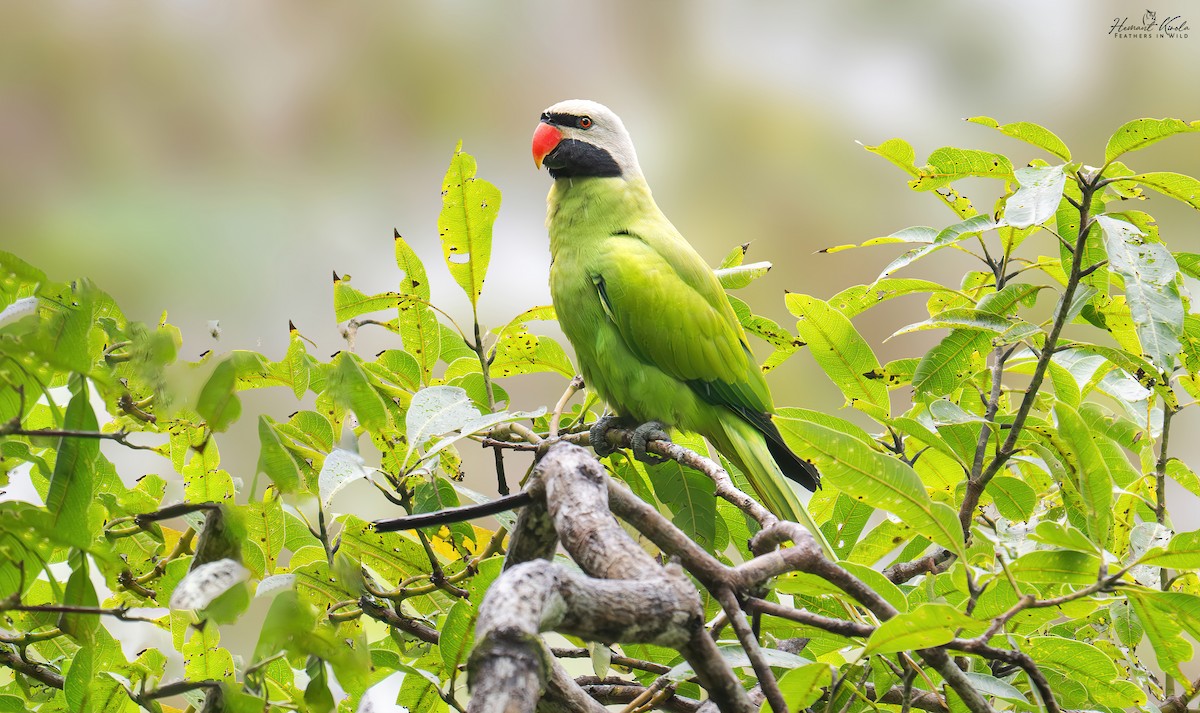 Nicobar Parakeet - ML642111855