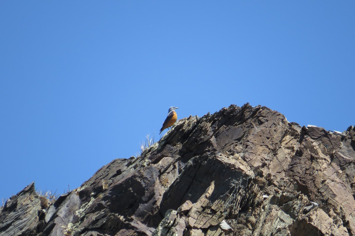 Rufous-tailed Rock-Thrush - ML642111856