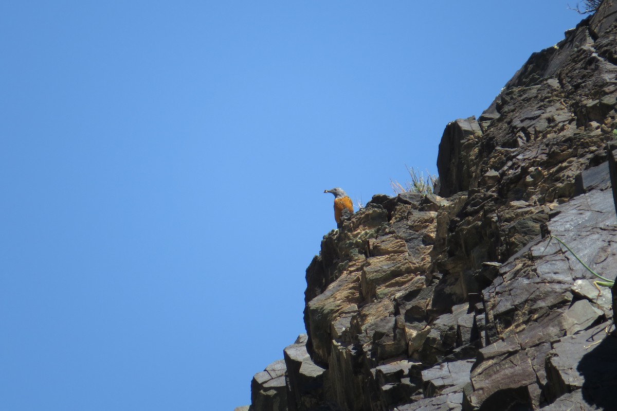 Rufous-tailed Rock-Thrush - ML642111857