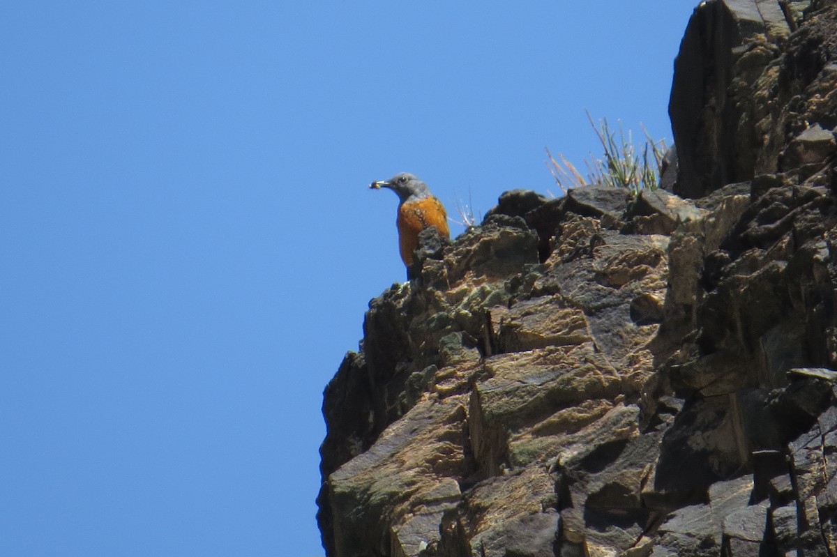 Rufous-tailed Rock-Thrush - ML642111858