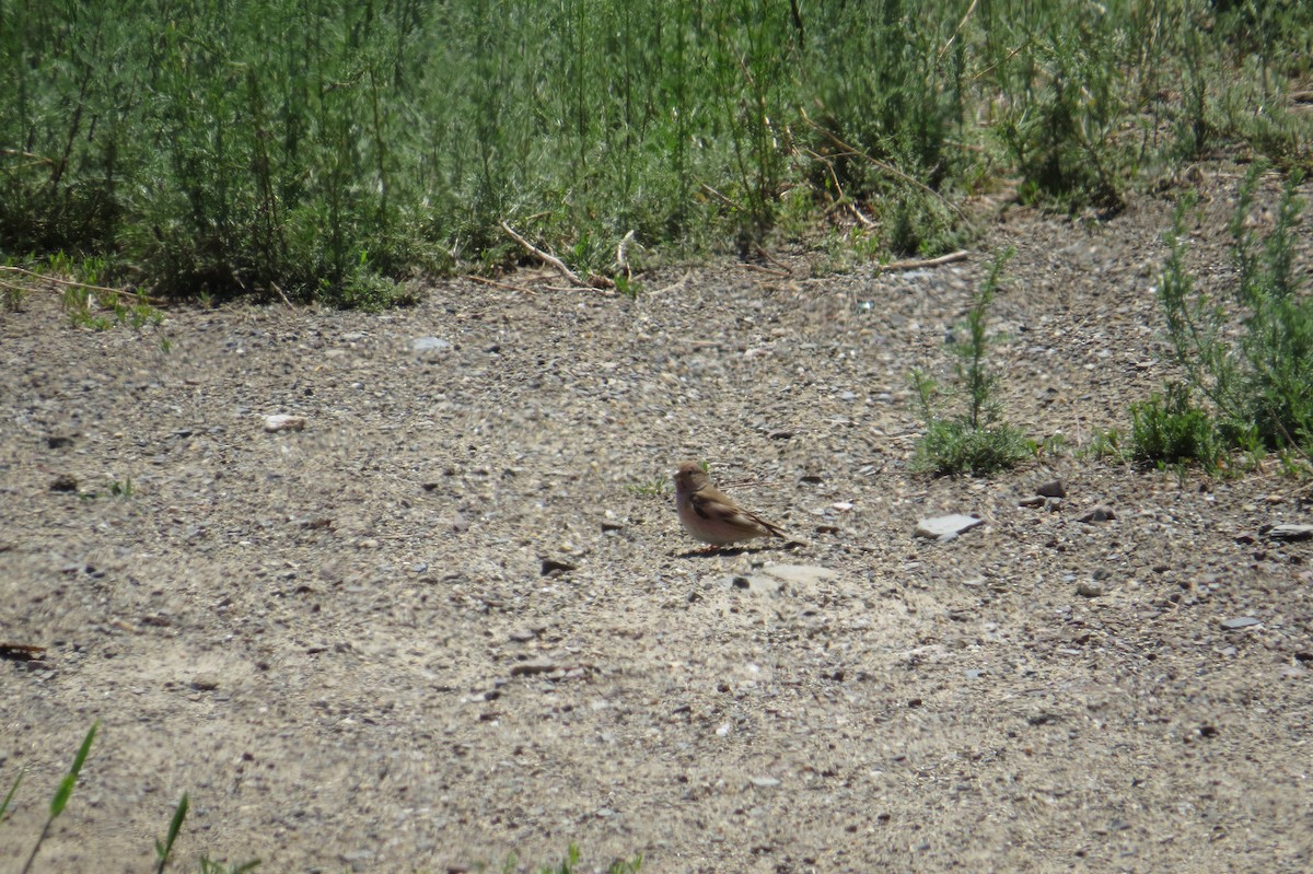 hýl mongolský - ML642111865