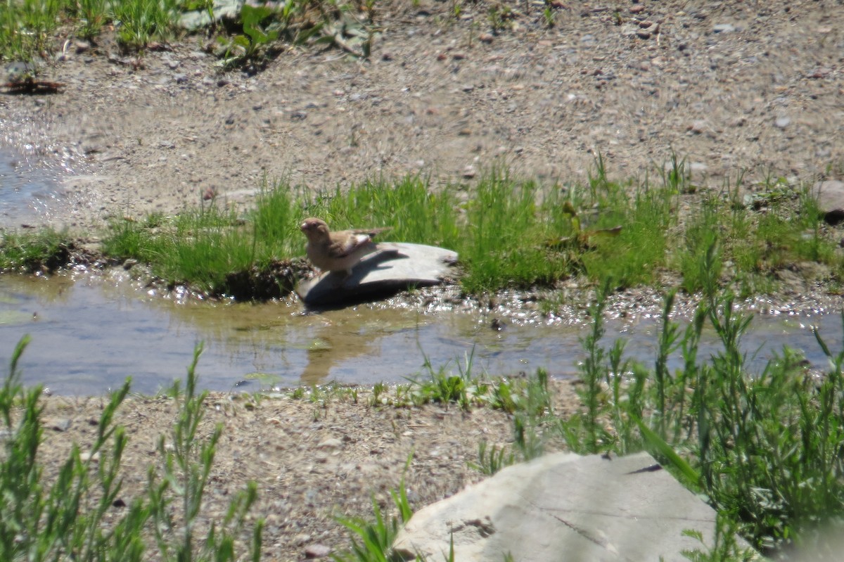 hýl mongolský - ML642111866