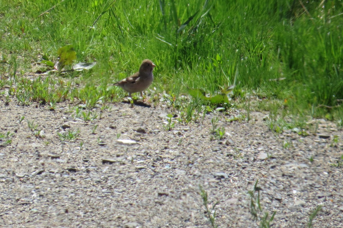 hýl mongolský - ML642111867