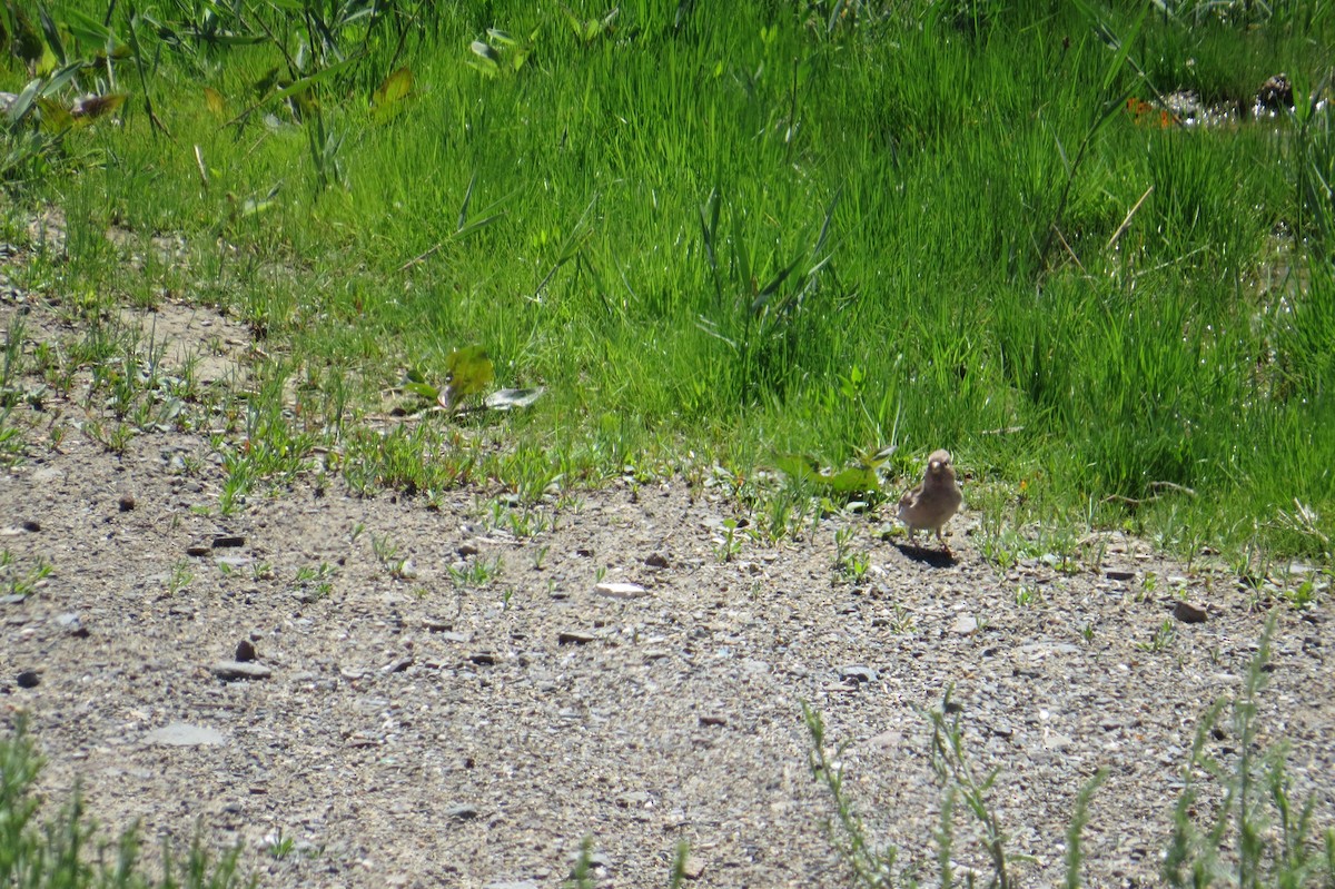 hýl mongolský - ML642111868