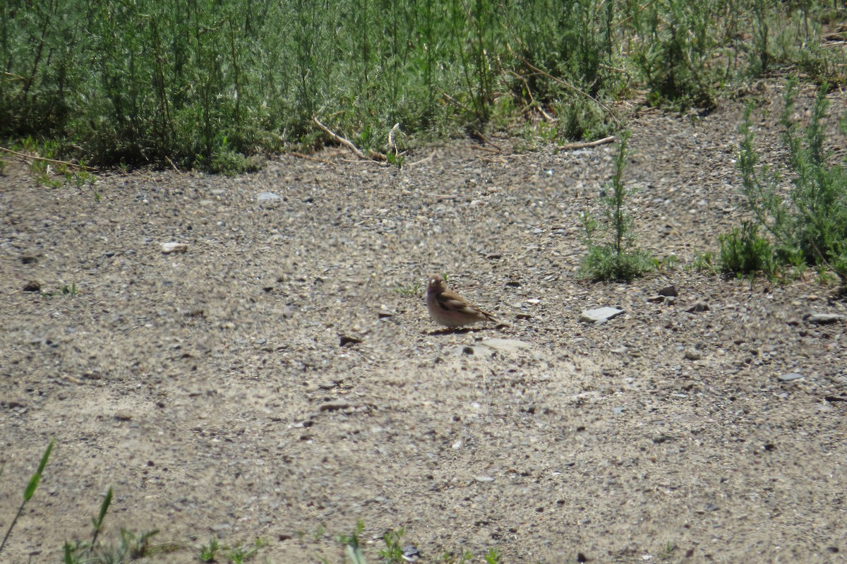 hýl mongolský - ML642111869