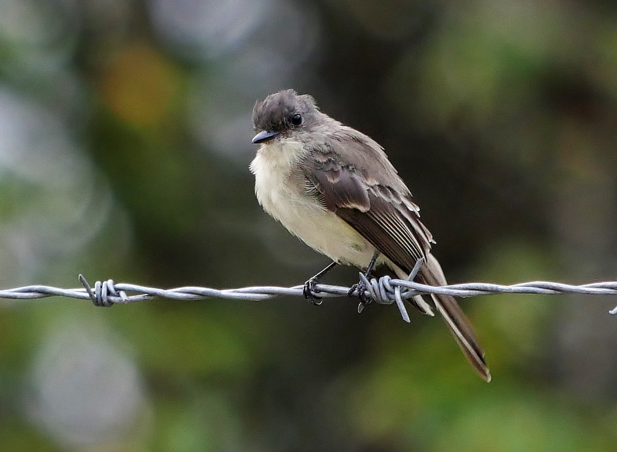 Eastern Phoebe - ML642111878