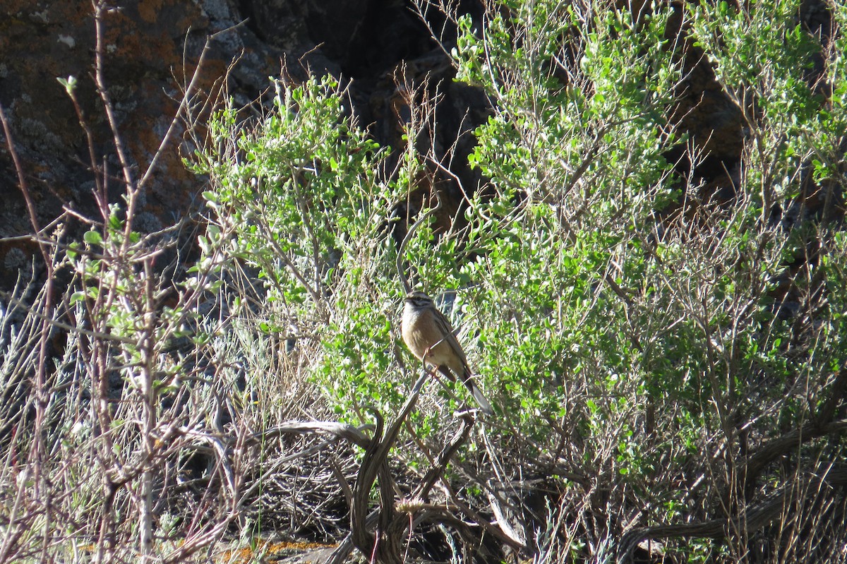 strnad viničný - ML642111882