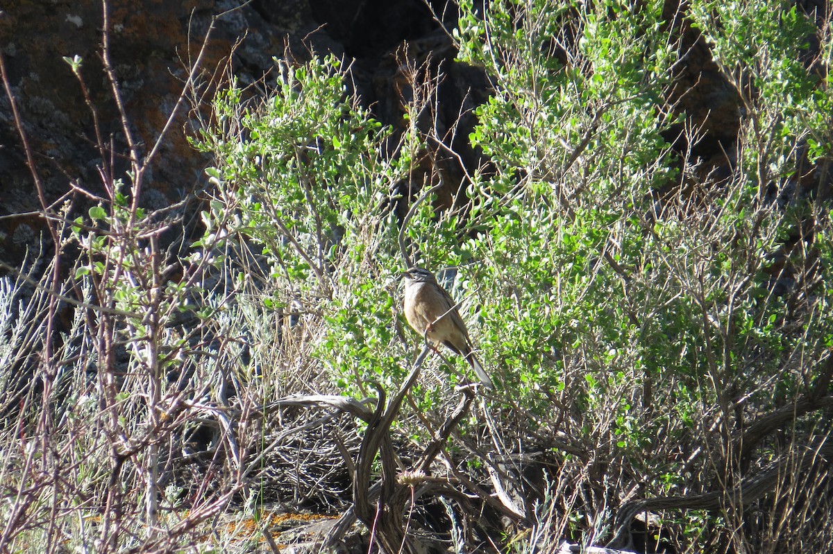 strnad viničný - ML642111883