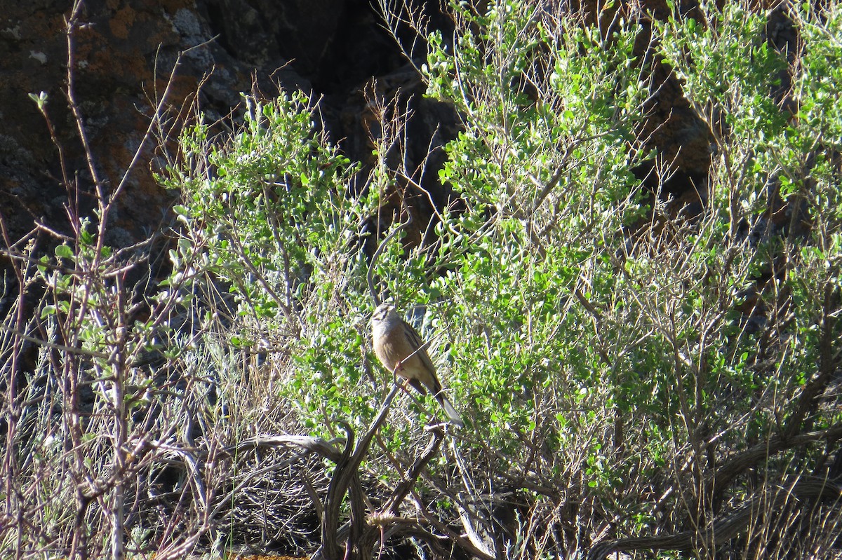 strnad viničný - ML642111884