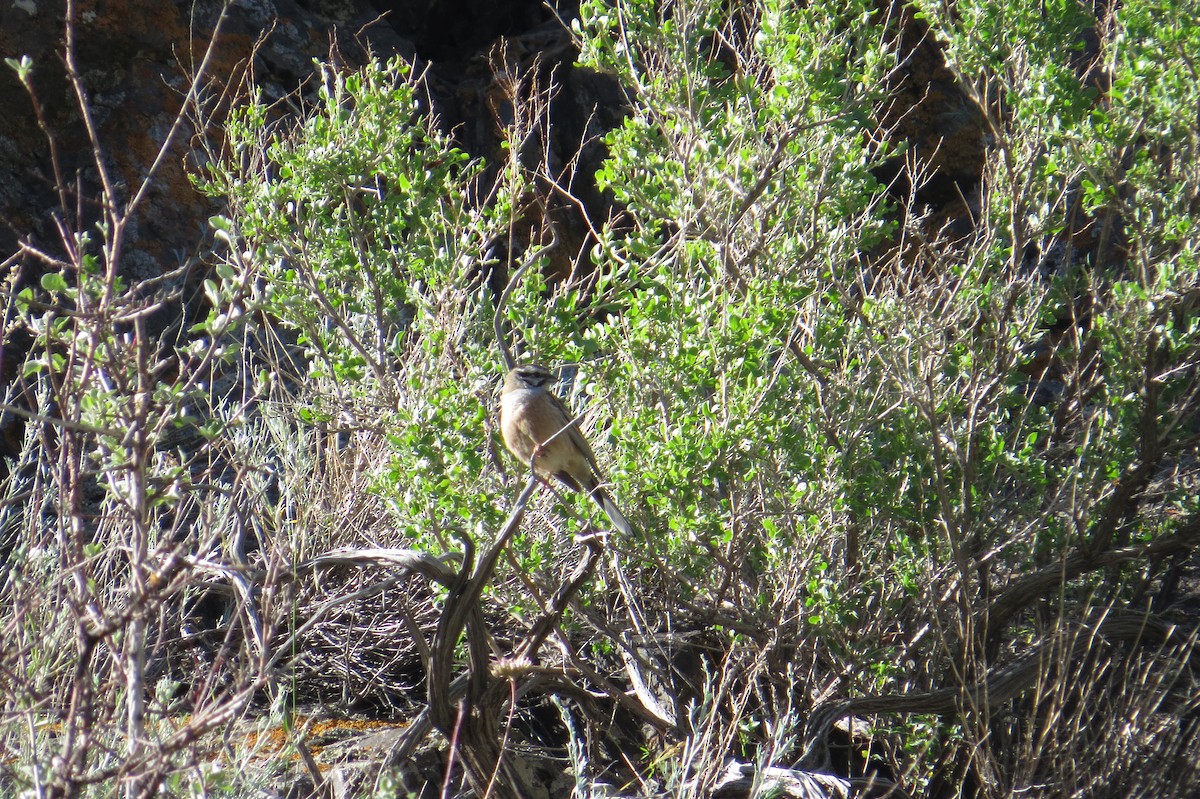 strnad viničný - ML642111885