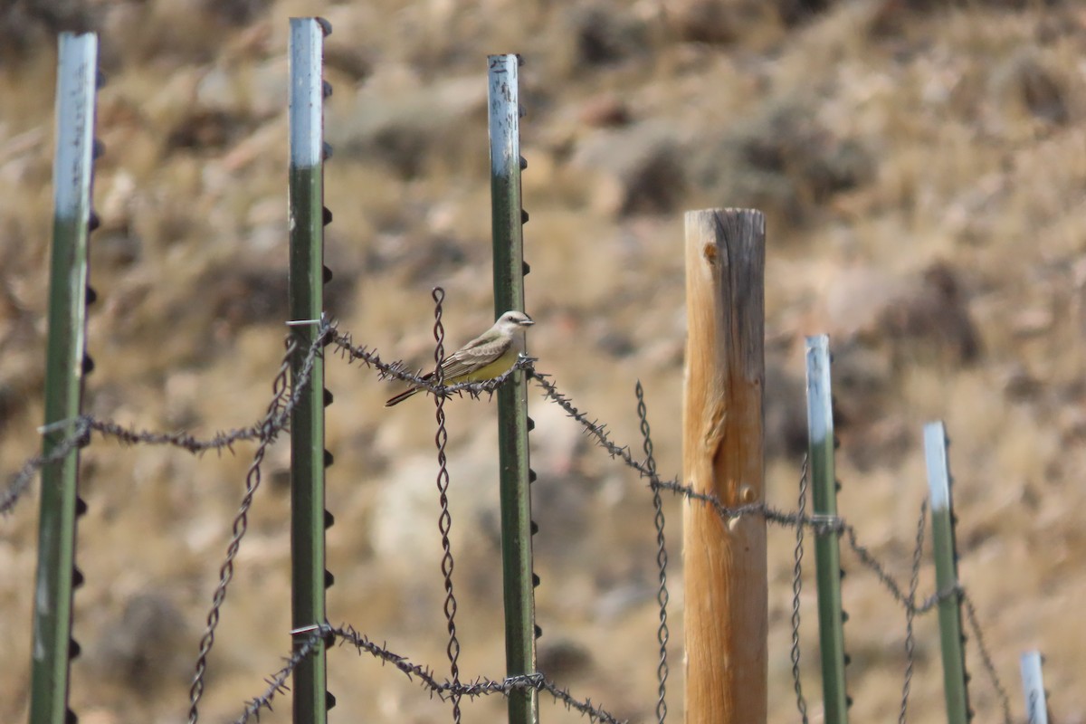 Western Kingbird - ML642111886