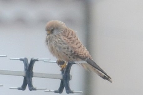 Lesser Kestrel - ML642111940