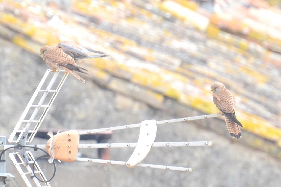 Lesser Kestrel - ML642111941