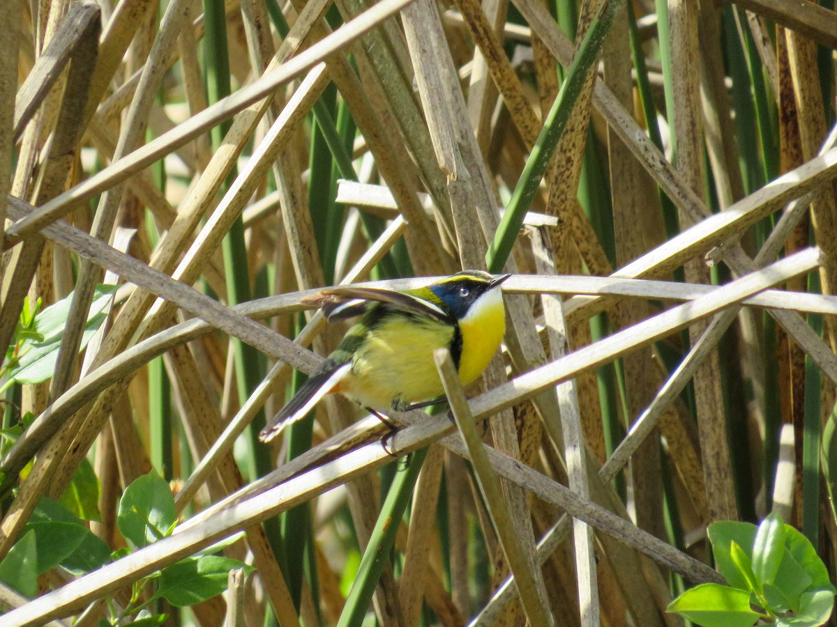 Many-colored Rush Tyrant - ML642111943