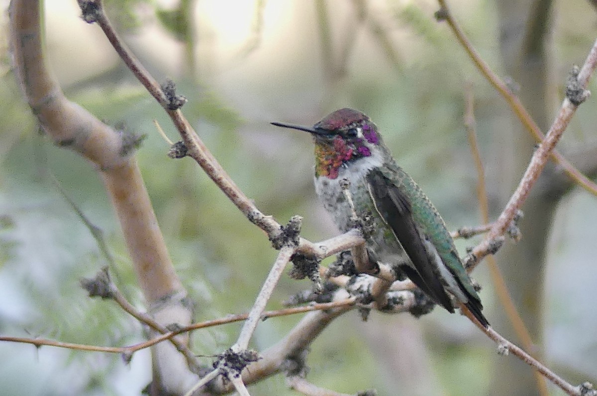 Anna's Hummingbird - ML642111950