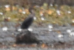 Double-crested Cormorant - ML642111956